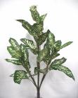 Dieffenbachia